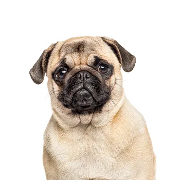 Petland Largo Florida Pug