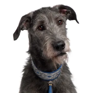 Petland Largo Florida Scottish Deerhound