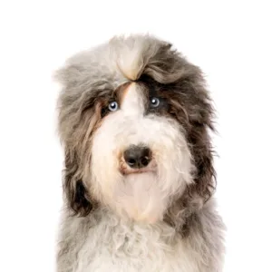 Petland Largo Florida Miniature Sheepadoodle