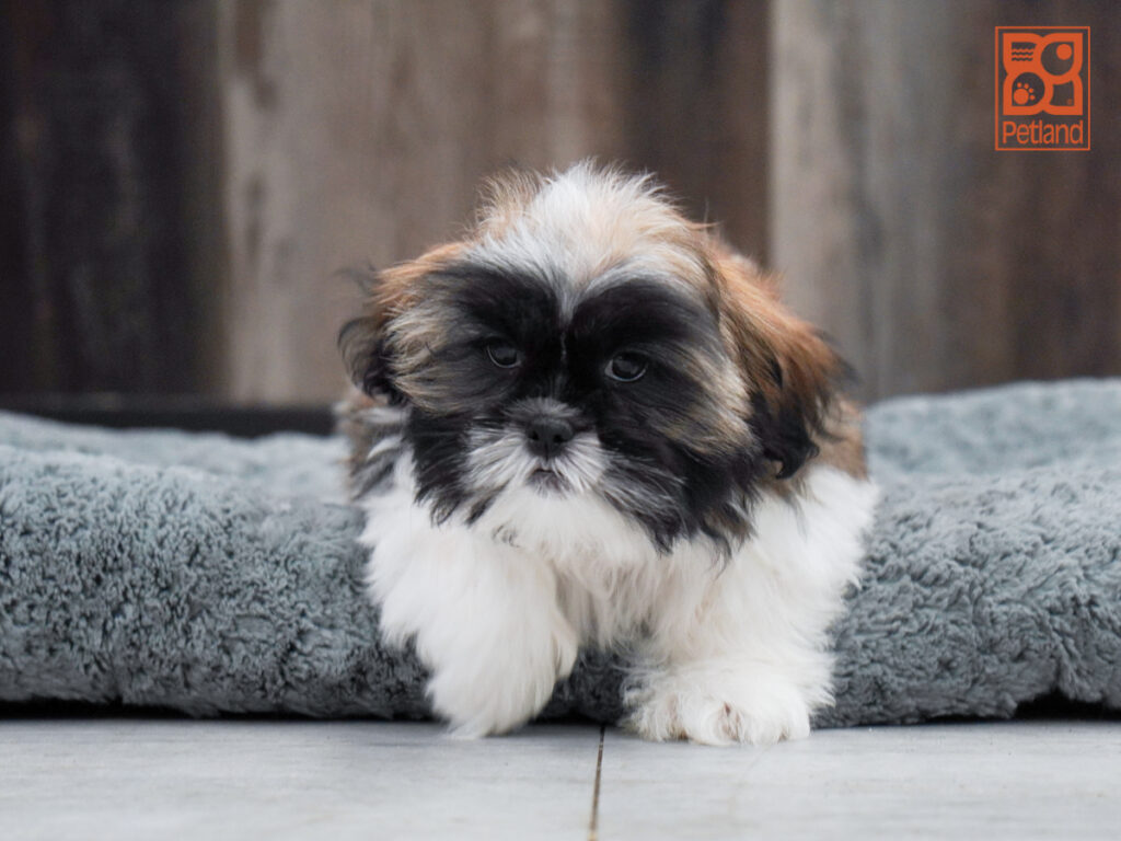Rocket - Shih Tzu