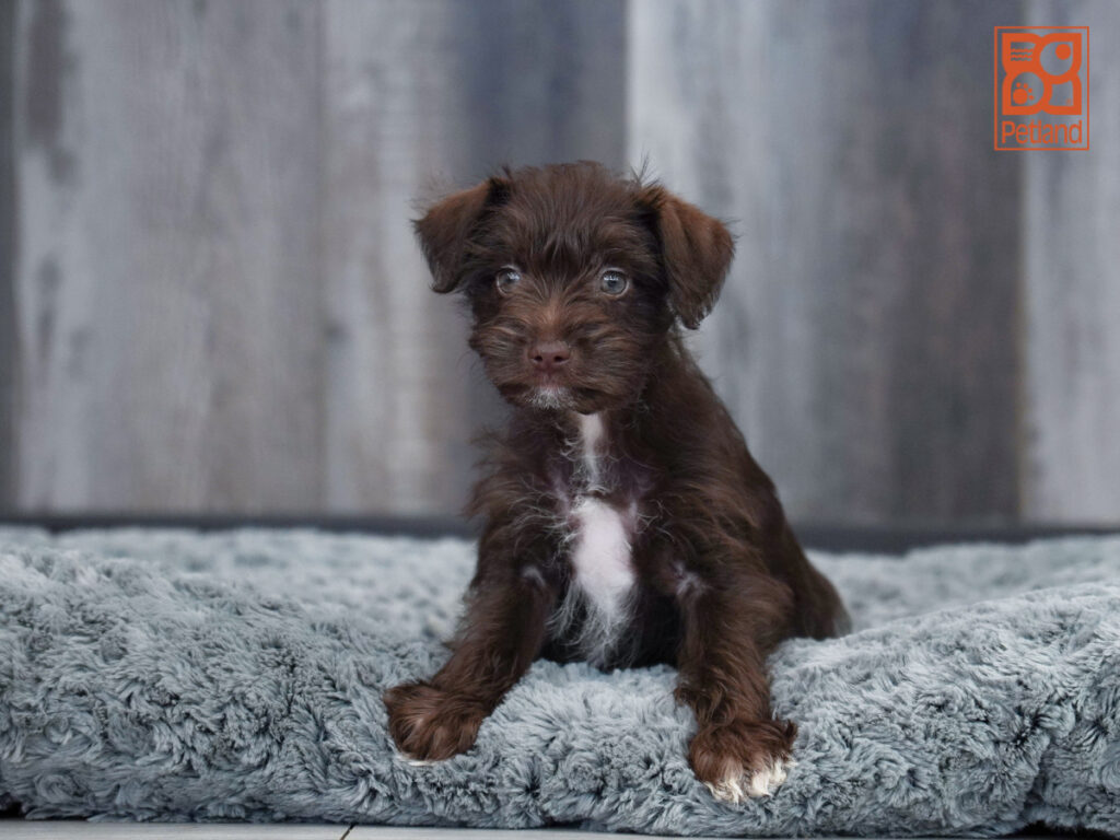 Charlie - Miniature Schnauzer