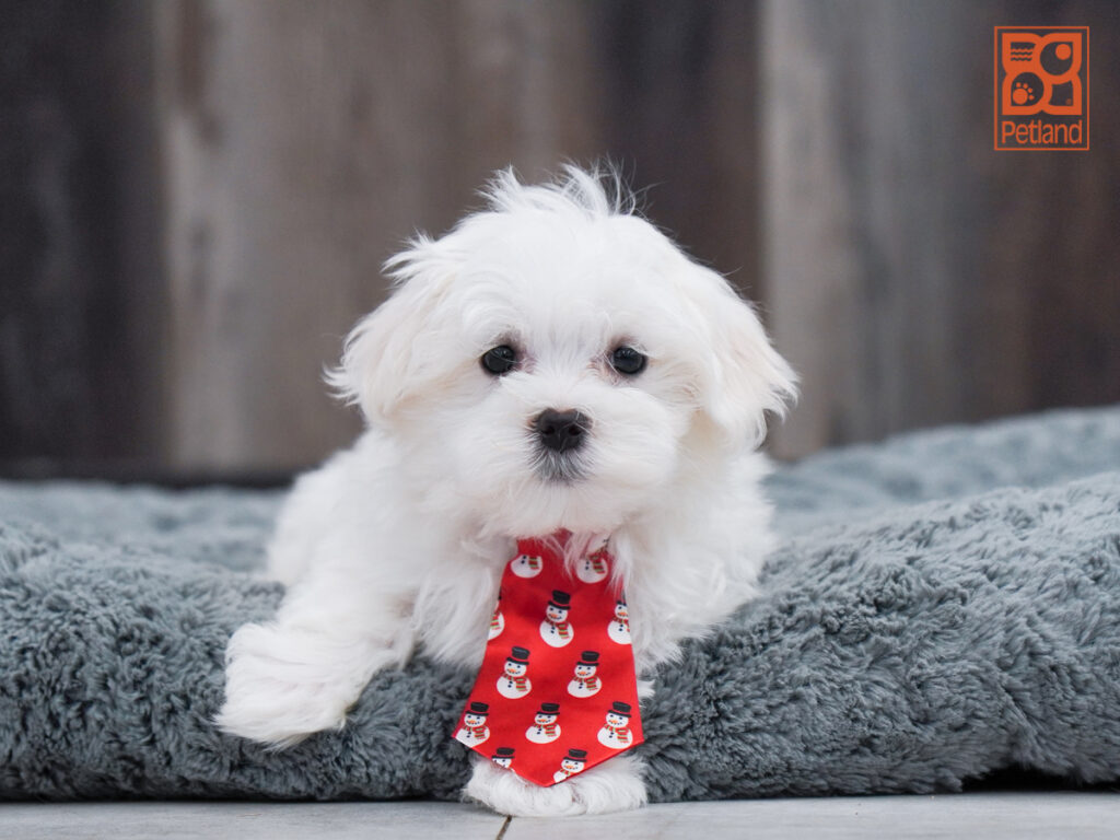 Palmer - Maltese