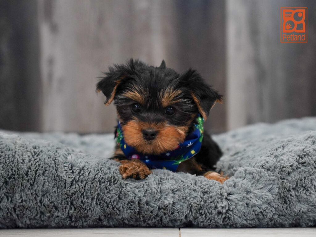 Onyx - Yorkshire Terrier