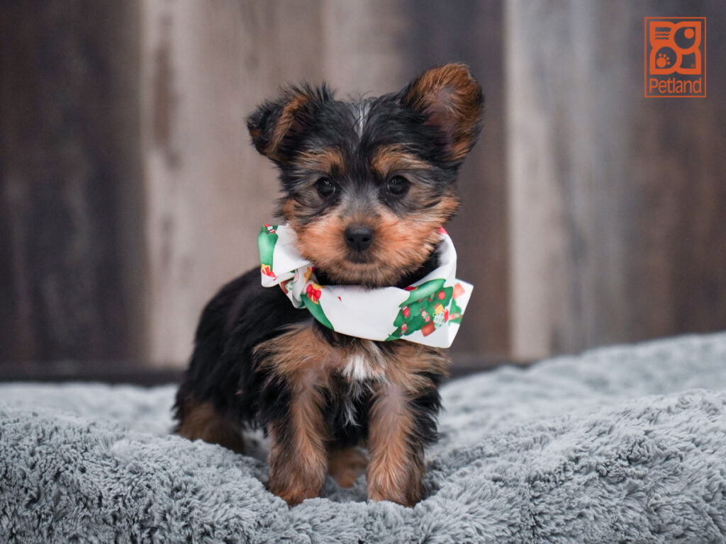 Quincy - Yorkshire Terrier