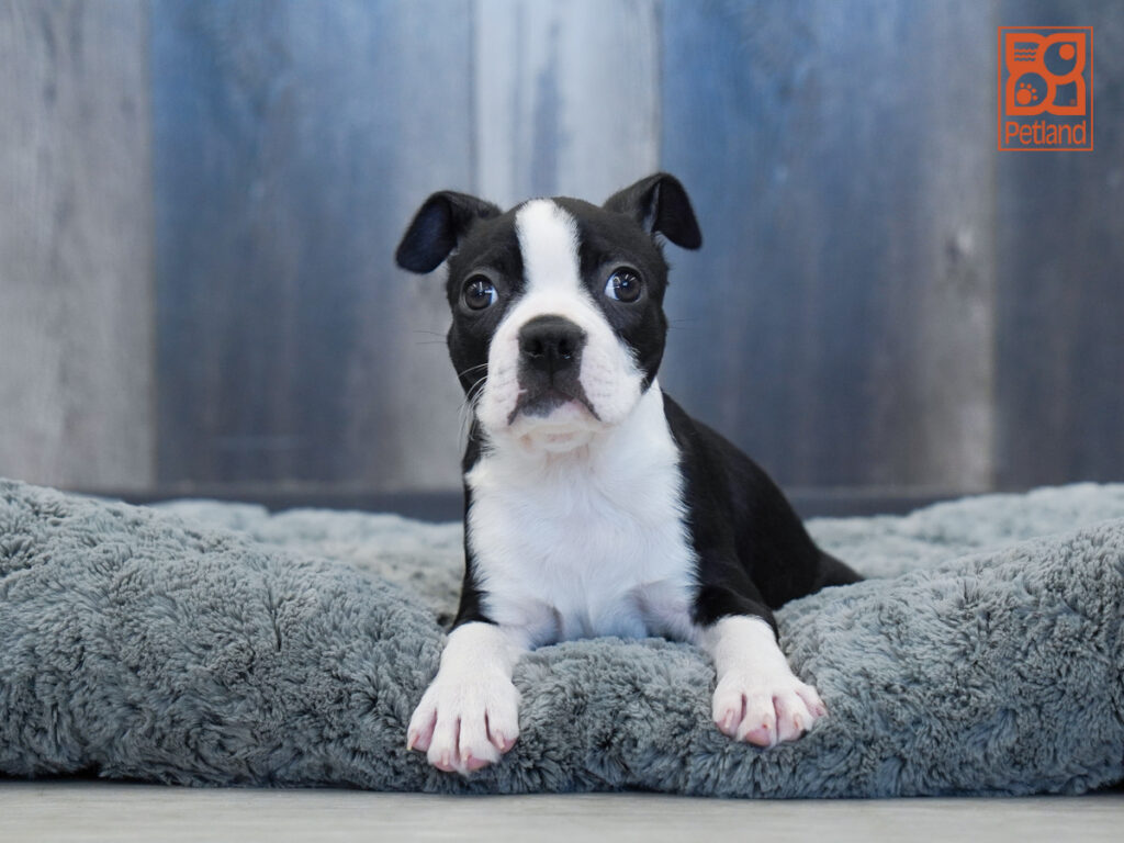 Frost - Boston Terrier