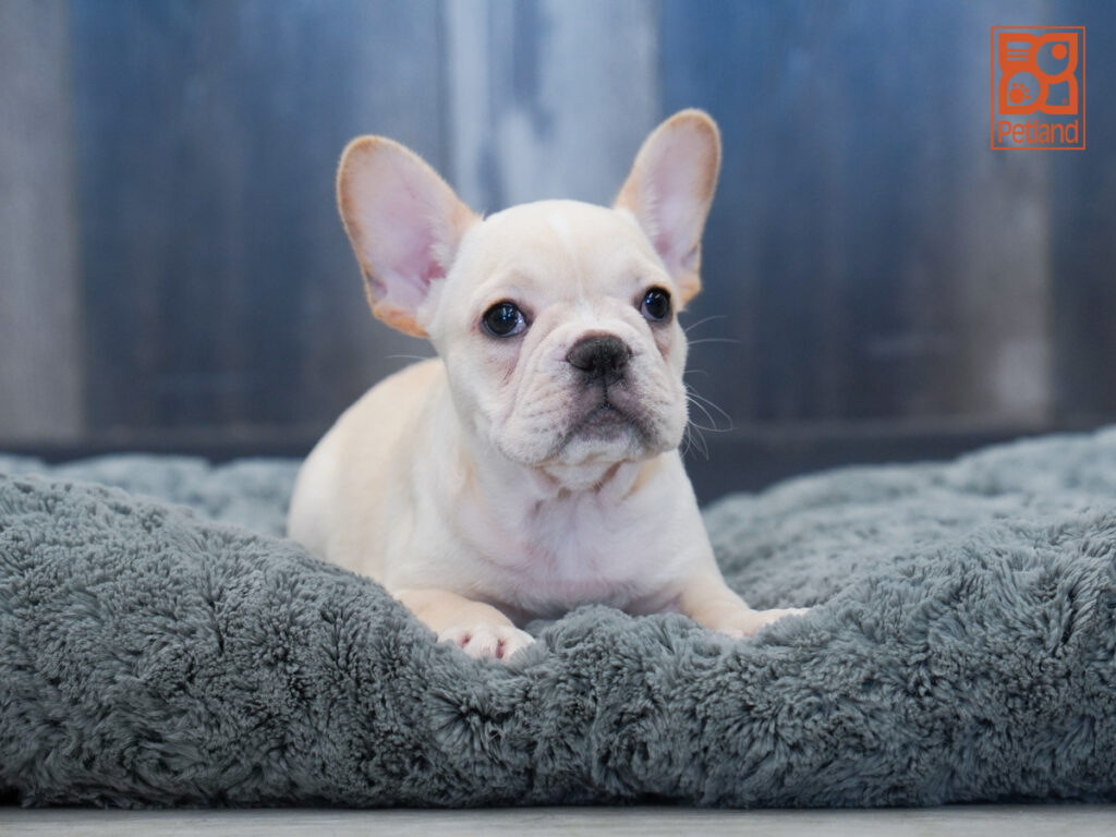 Hope - French Bulldog