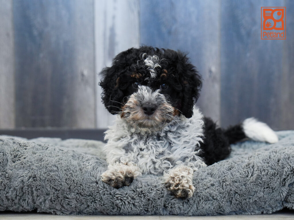 Cupid - Bernedoodle Mini 2nd Gen