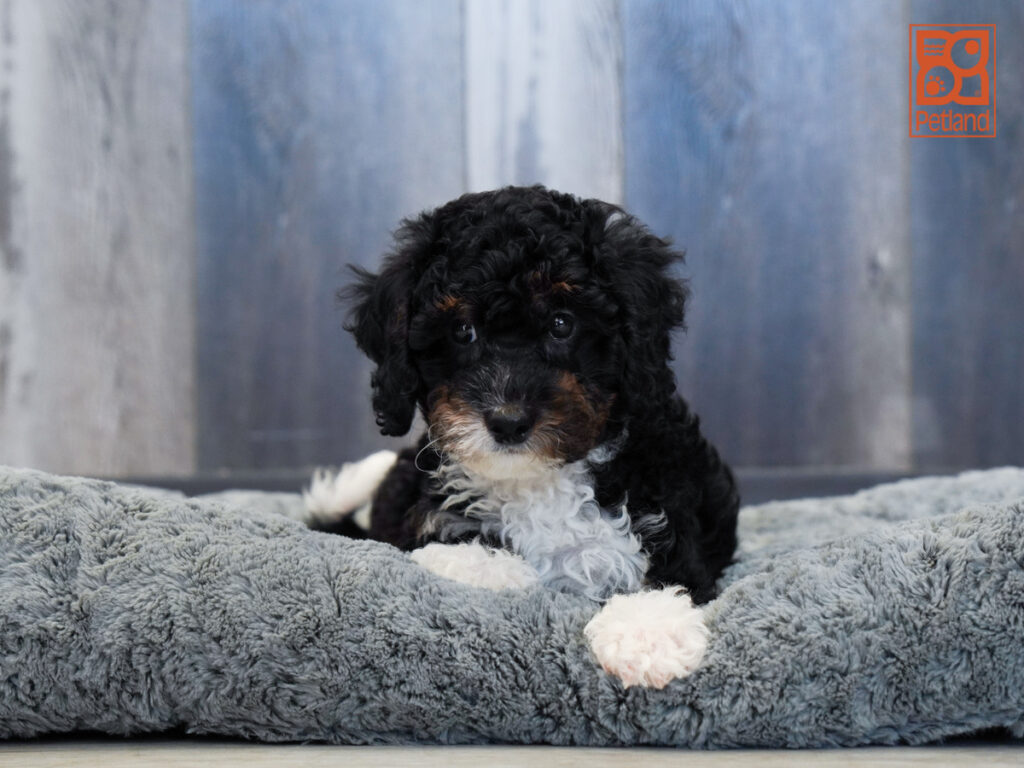 Dasher - Bernedoodle Mini 2nd Gen
