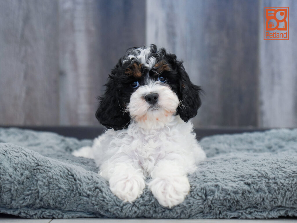 Mica - Cavapoo F2