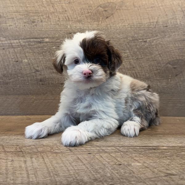 Campbell - Schnoodle