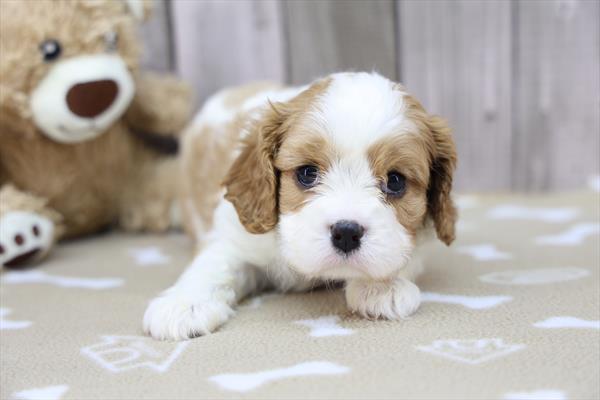 Wish - Cavalier King Charles Spaniel