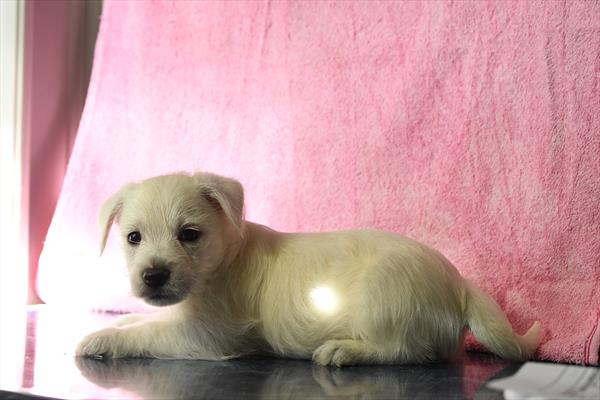 Indie - West Highland White Terrier