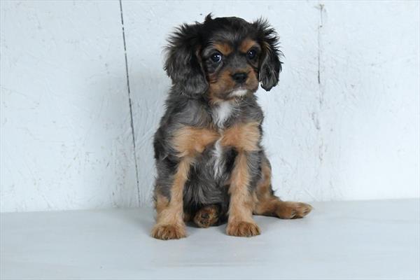 Everest - Cavalier King Charles Spaniel