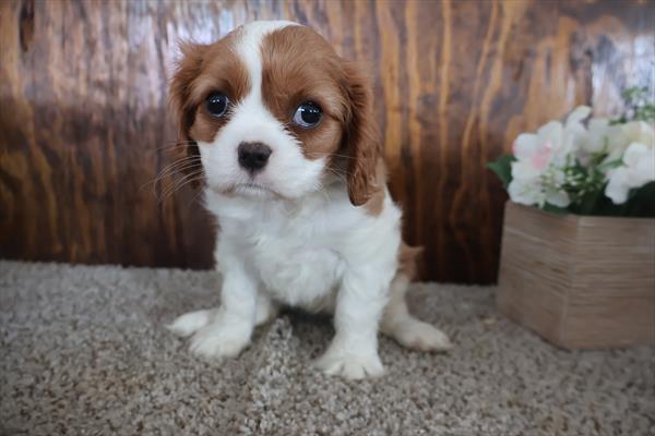 Solstice - Cavalier King Charles Spaniel