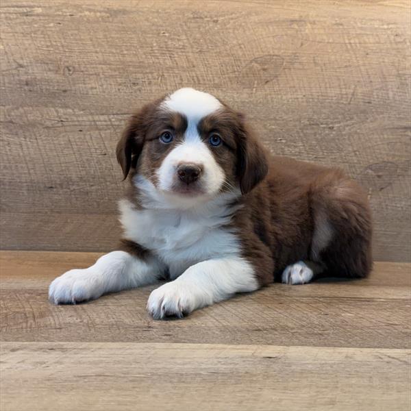 Canvas - Australian Shepherd