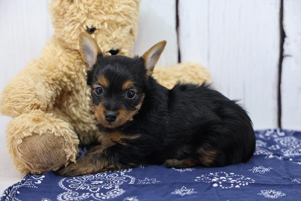Mystery - Yorkshire Terrier