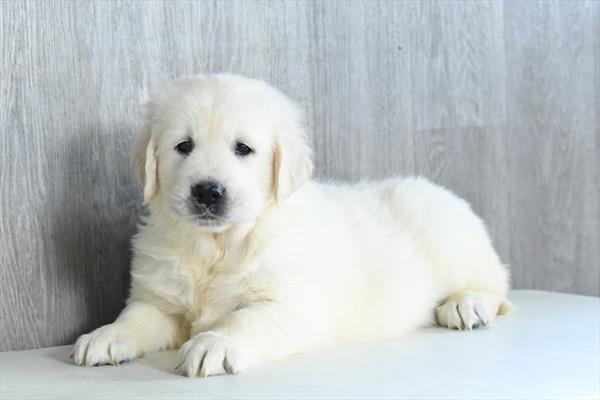 Jackal - Golden Retriever