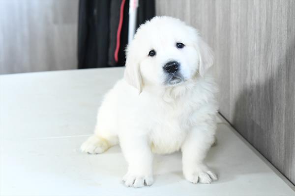 Moonlight - Golden Retriever