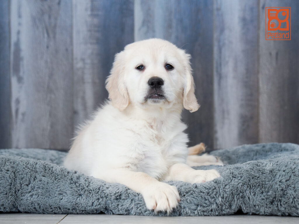 Arlo - Golden Retriever