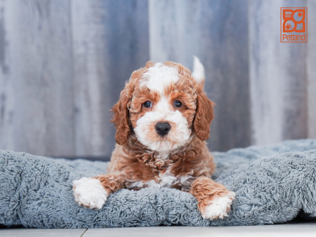 Atlas - Goldendoodle Mini 2nd Gen