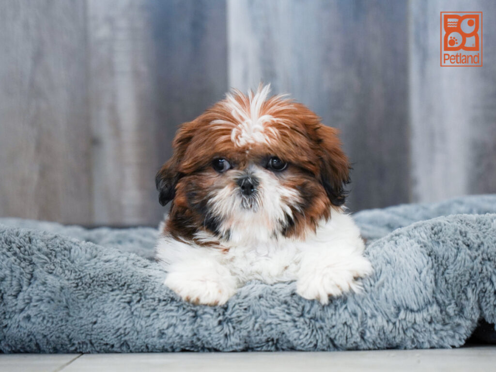 Apple - Shih Tzu