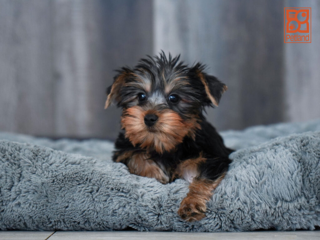 Ajax - Yorkshire Terrier