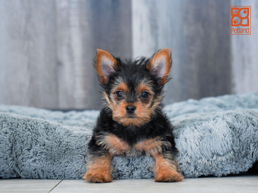 Archie - Yorkshire Terrier