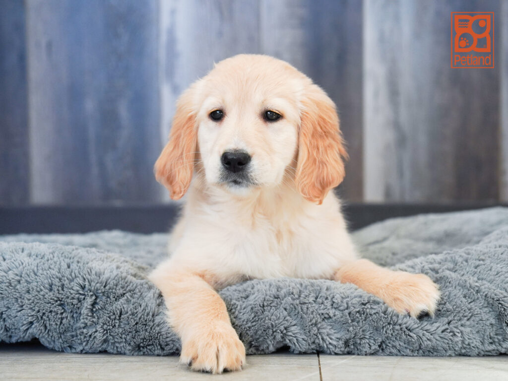 Sundance - Golden Retriever