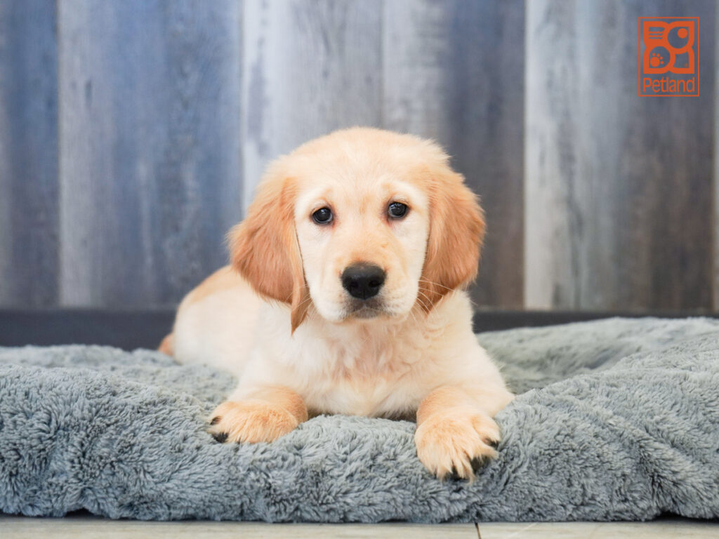 Juniper - Golden Retriever