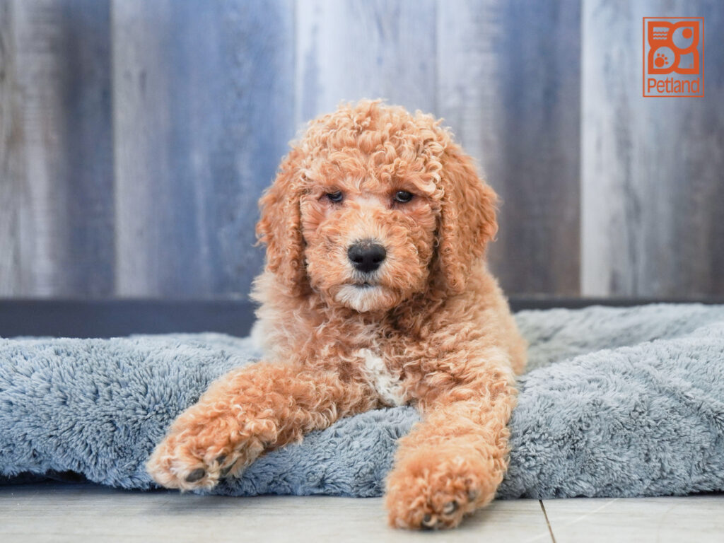 Thorn - Goldendoodle 2nd Gen