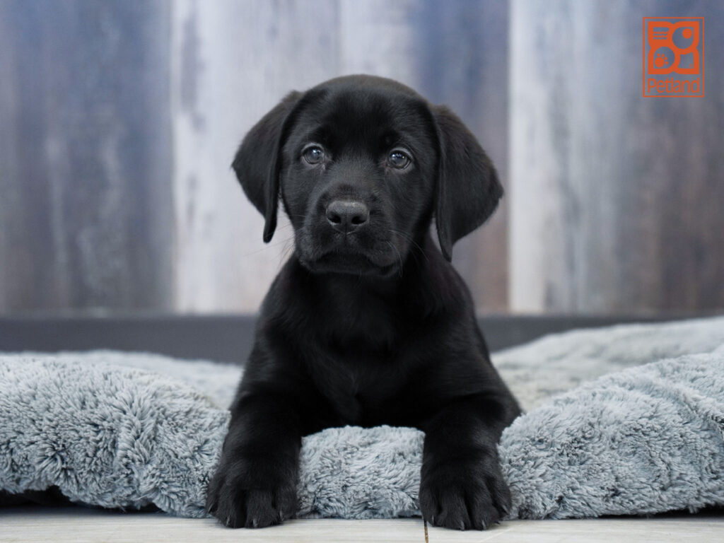 Pebble - Labrador Retriever
