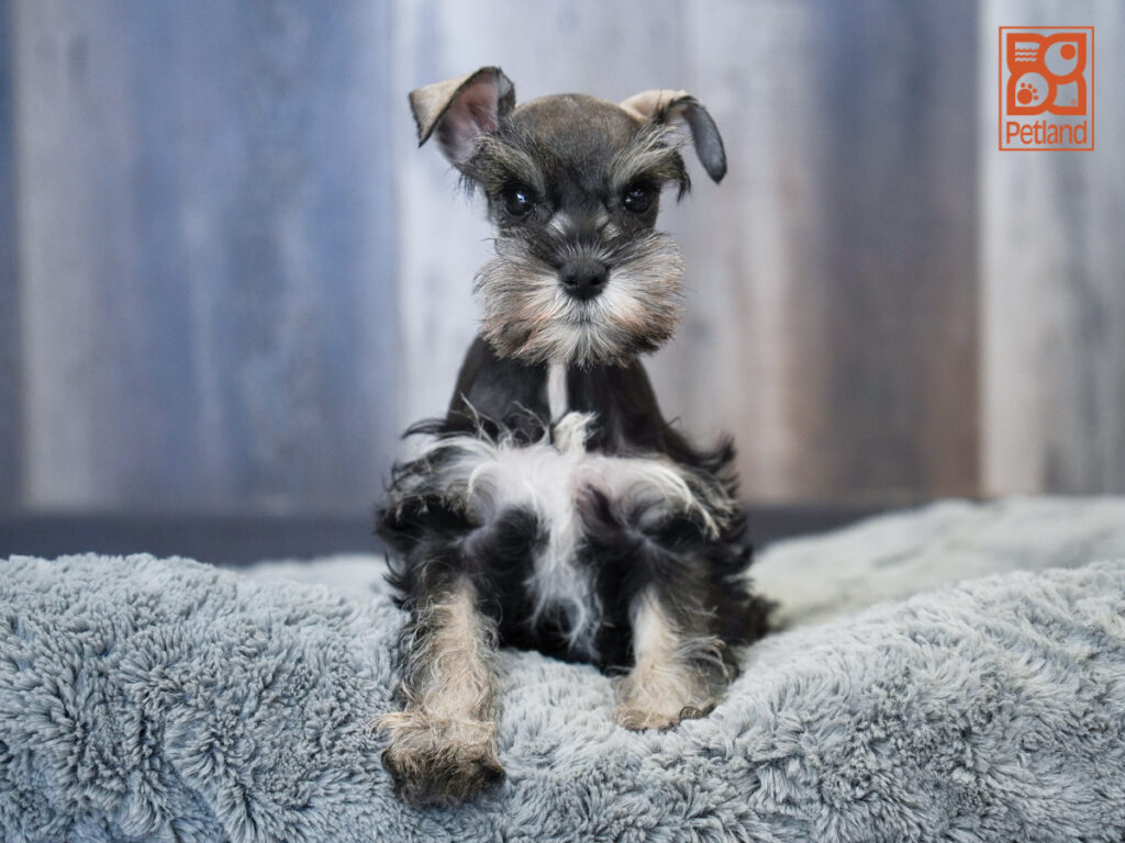 Gray - Miniature Schnauzer