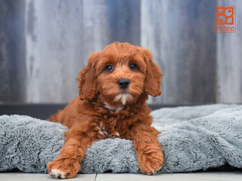 Season - Goldendoodle Mini 2nd Gen