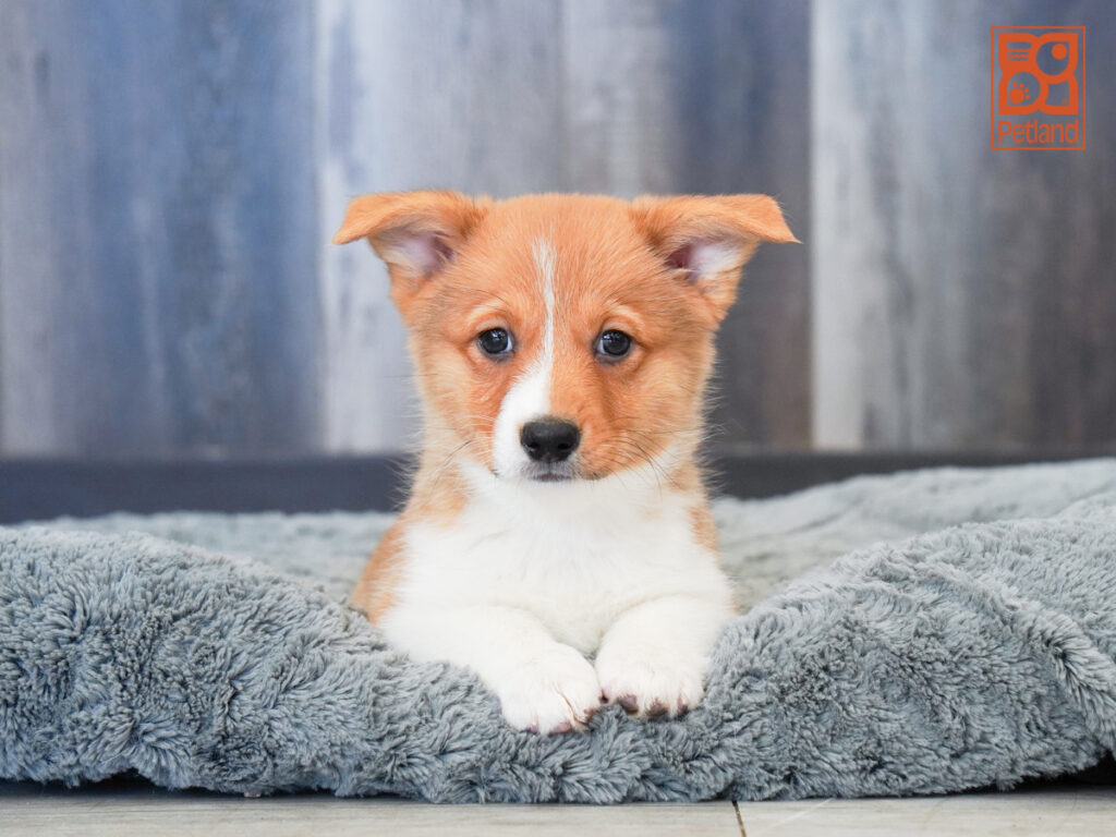 Mariner - Pembroke Welsh Corgi