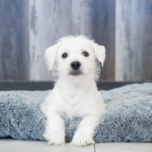 West Highland White Terrier