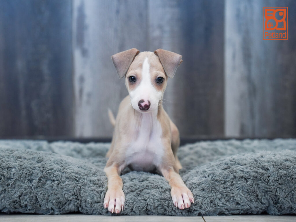 Corey - Italian Greyhound