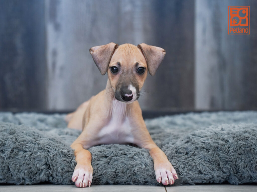 Dawn - Italian Greyhound