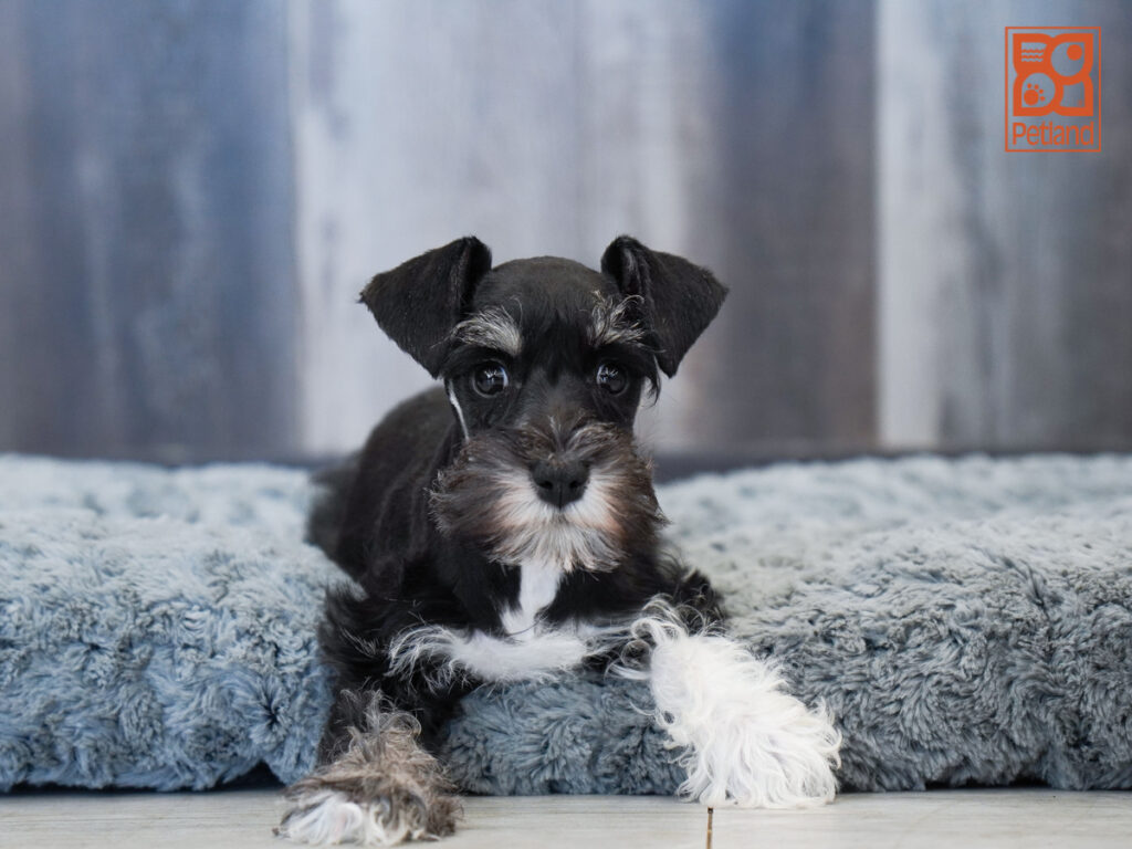 Lichen - Miniature Schnauzer