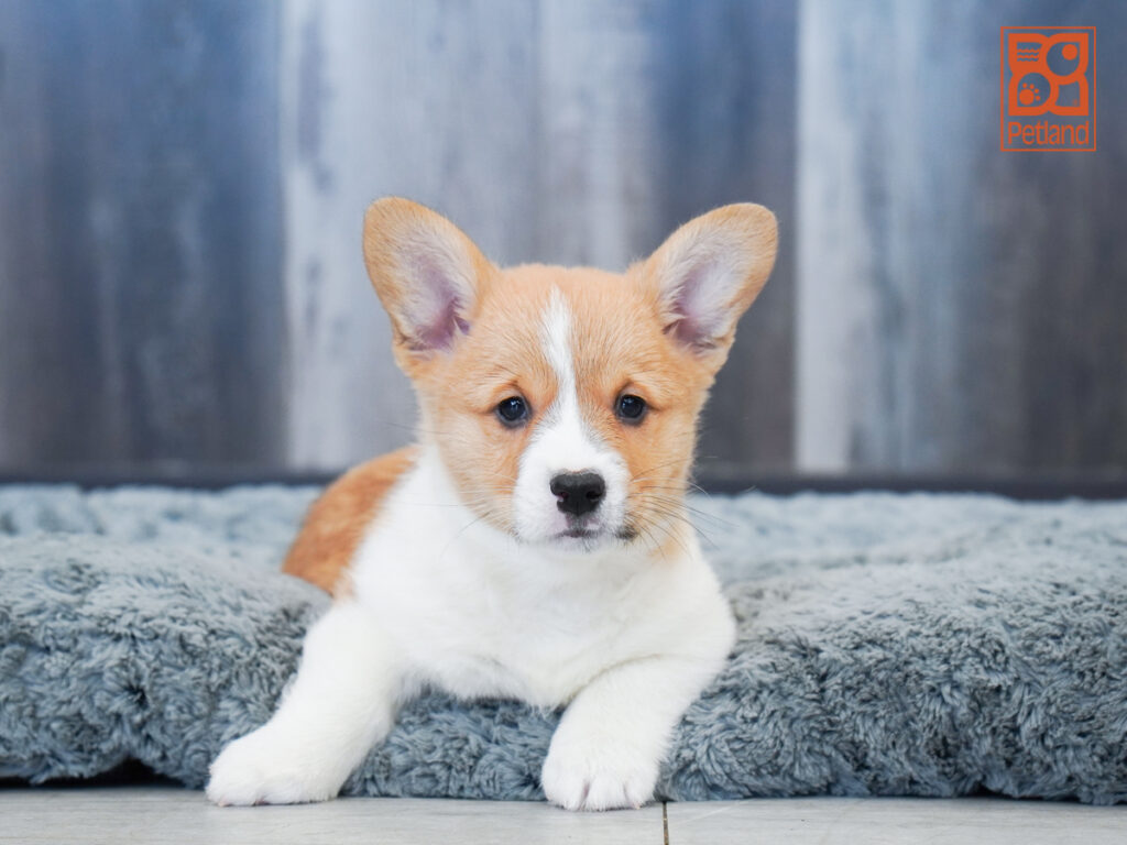Shadow - Pembroke Welsh Corgi