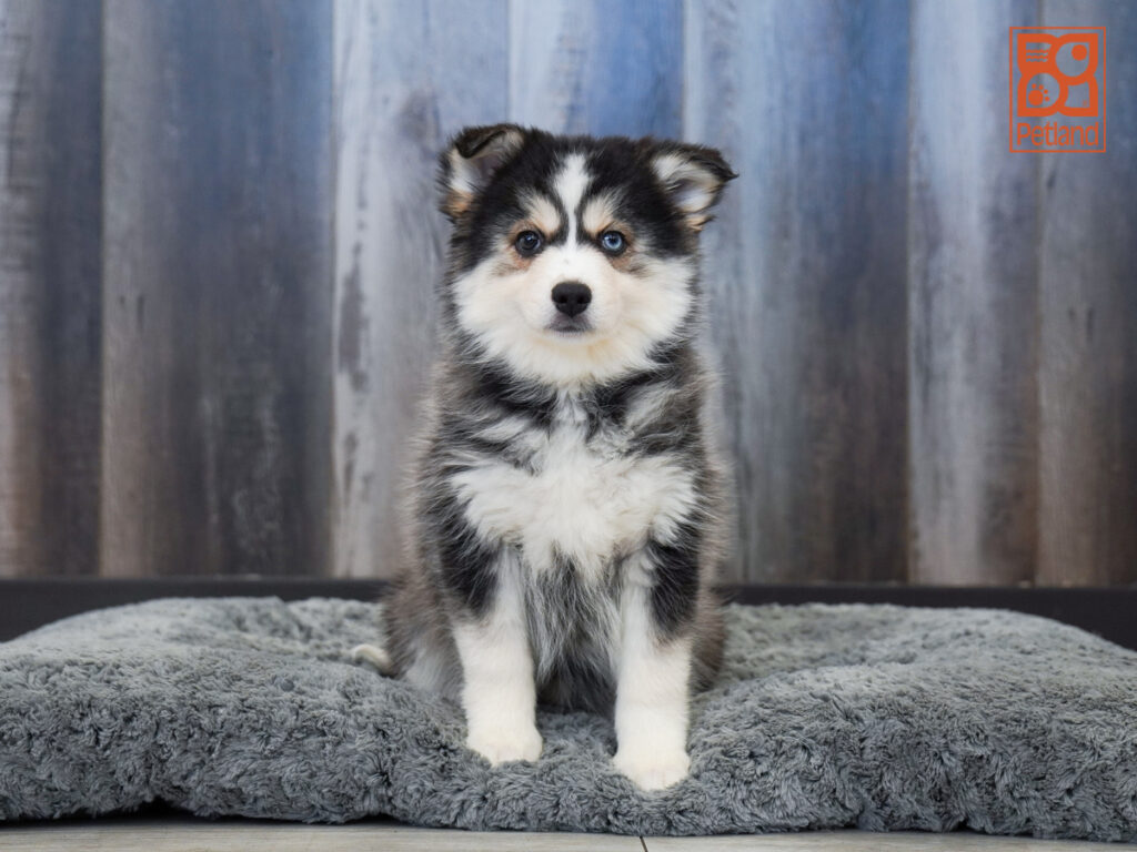 Echo - Pomsky