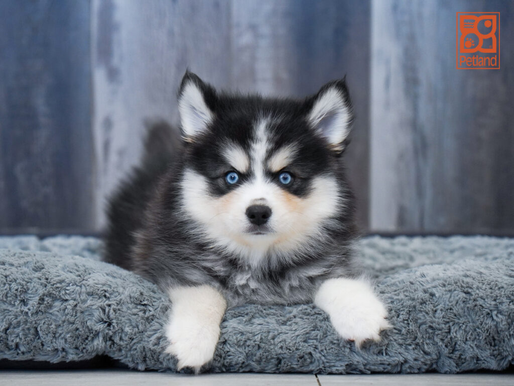 Fizz - Pomsky