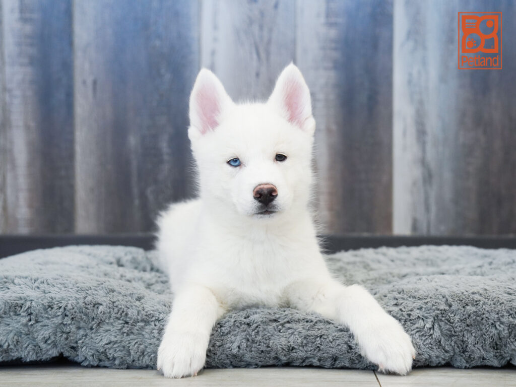 Chance - Siberian Husky