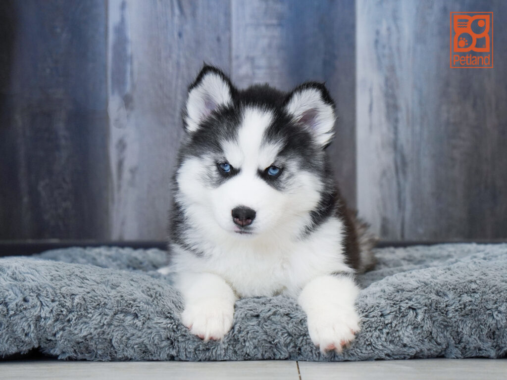 Sadie - Siberian Husky