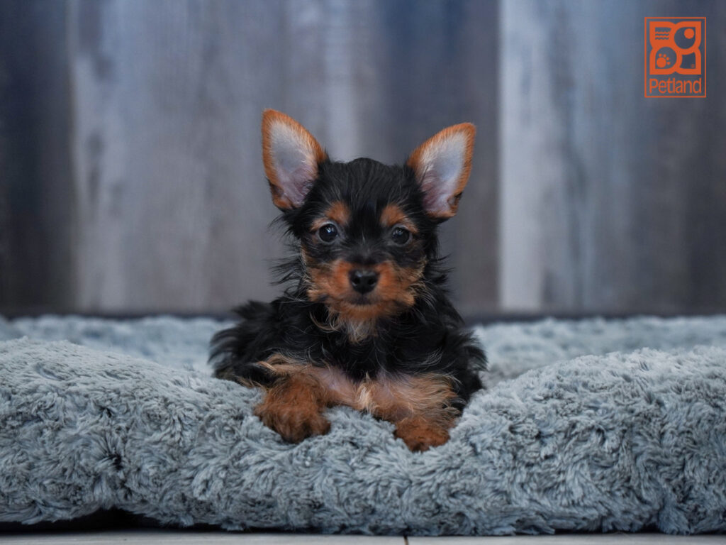 Mystery - Yorkshire Terrier
