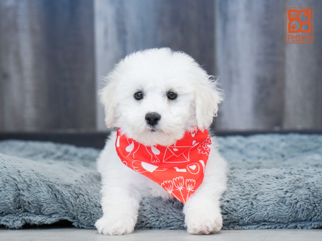 Barney - Bichon Frise