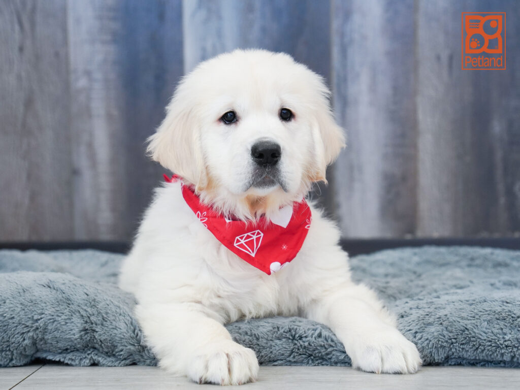 Bentley - Golden Retriever