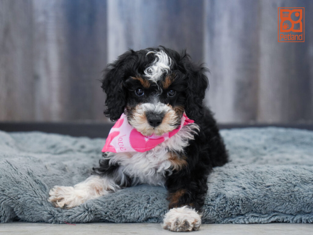 Beverly - Bernedoodle Mini 2nd Gen