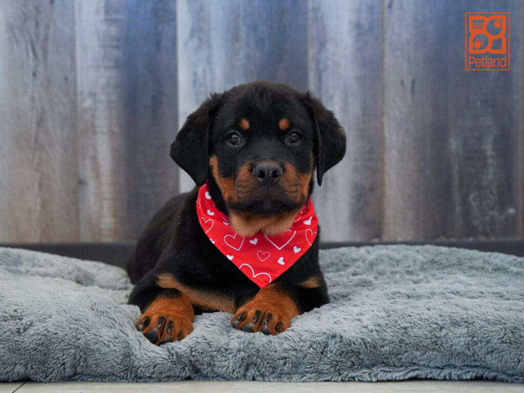 Indie - Rottweiler