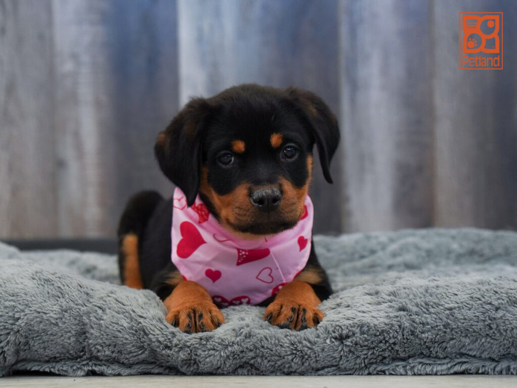 Cosmo - Rottweiler
