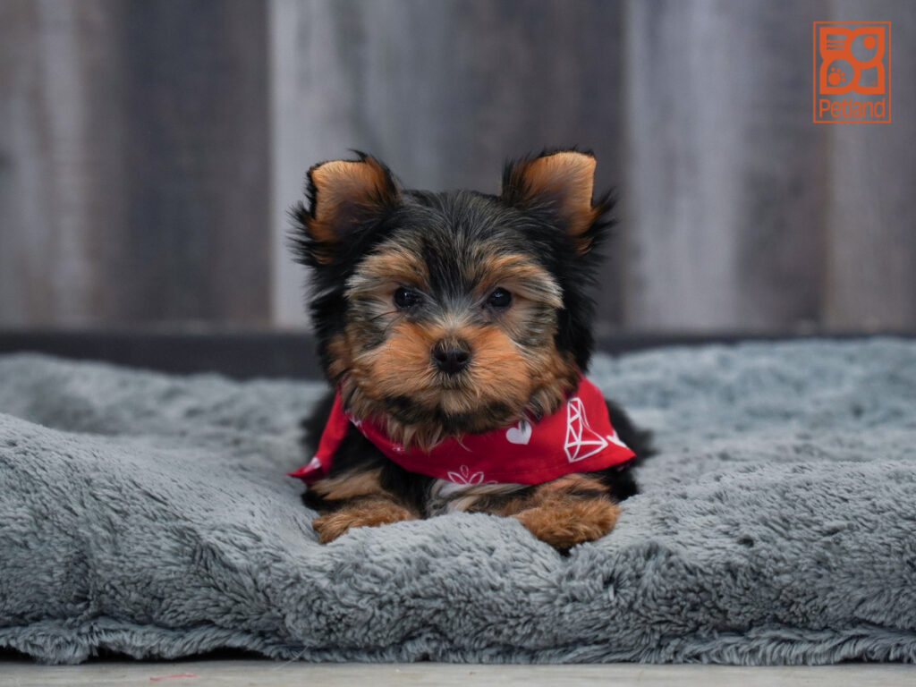 Boss - Yorkshire Terrier